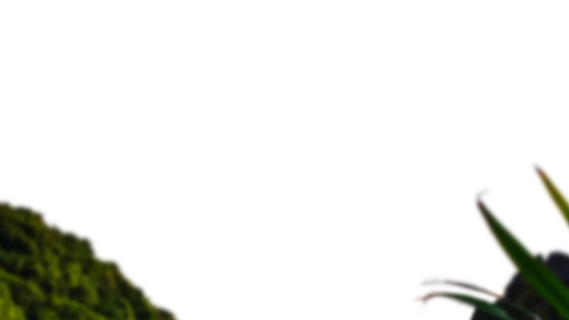 Plants